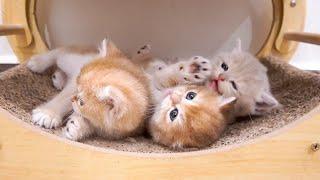 Three beautiful and adorable kittens are always a quick cure