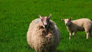 Beautiful Scottish Countryside Farms Errol Scotland by Suleman Afridi Travel Vlogs