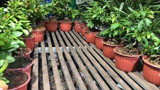 Giao Lưu 10 Giống Mai Bonsai Góc Đẹp Chơi Tết 2025 ĐT Zalo 0918970606 29/5/2024