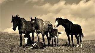 NOKOTA: The Native Horse of the Northern Plains