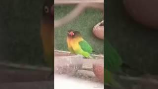 Black Mask Lovebirds Breeding Mod #lovebirds #breeding #mod #viral #sarfaraztaimoor