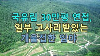 군유림30만평과 맞닿아 있는 산림경영관리사설치 가능한 임야입니다. #안동부동산 #싼땅 #시골땅 #경북땅 #촌땅 #산림경영관리사