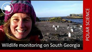 Wildlife monitoring on South Georgia - Kate Owen