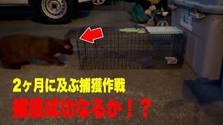 珍しいサビ柄の黒猫を2ヶ月間かけて捕獲しました【前編】