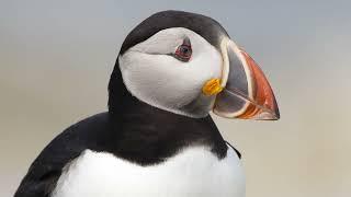 Puffin Photography in Maine