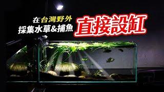 全聯就買的到的水草！Collect aquatic plant & fish in the wild, and set up an outdoor tank!