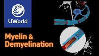 Myelin & Demyelination in Multiple Sclerosis, USMLE Step 1, USMLE UWorld Questions, Nervous system