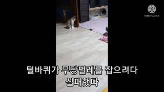 털바퀴2