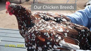 Our Chicken Breeds