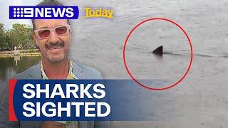 Bull shark spotted by local in Gold Coast canal system | 9 News Australia