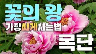 ※예약 할인 이벤트※ 퀄리티가 확 올라간 5지 꽃의 왕 목단(모란), 작약을 시중가보다 7천 원 싸게 사는법