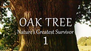 1/2 The Oak Tree, Natures Greatest Survivor - August to February