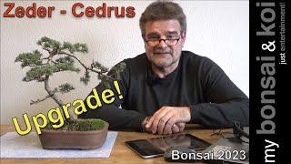 Bonsai 2023-7 - Zeder - Cedrus - Upgrade für ein Lieblingsbäumchen