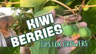 Hardy Kiwis: Real Talk on Actinidia in my Permaculture Garden