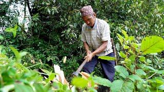 jungle man  collecting firewood in the jungle || family in the jungle || @junglefamilycooking