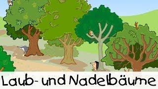  Laub- und Nadelbäume || Kinderlieder zum Lernen