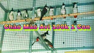 Chào Mào Avi Gốc Cao Bằng 100k/1 Con 8/4/2024