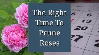 Right Time to Prune Roses