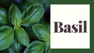 Growing and Using Basil