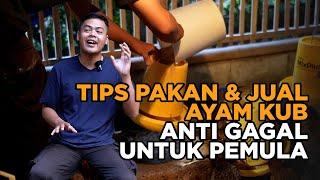 Tips dan Trik Budidaya Ayam KUB Anti Gagal untuk Pemula