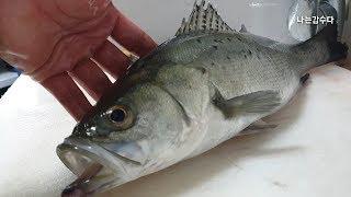 농어회뜨기_점농어오로시 수율과 회뜨기_スズキ_how to fillet a fish sea bass