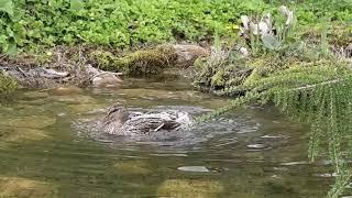 Stockenten Nest