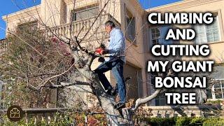 Turning My Garden Tree into a GIANT Bonsai | Gardening & Bonsai Tips