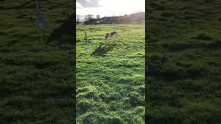 Molly and her retrieve 