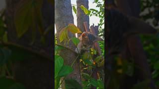 cat is claiming tree#shortvideo #short #tiktok