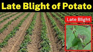 Late Blight of Potato (Identification and Management) | Krishi Network