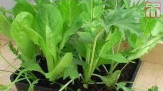 How To Grow Salad Leaves video with Thompson & Morgan.