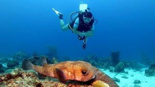 Diving Curacao - Sun Reef Village & The Beaches 2014