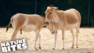 Young Onager Cares for Mum After Surgery | The Secret Life of the Zoo | Nature Bites