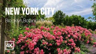 [4K] New York City  Summer Walk - Brooklyn Botanic Garden - Rose Season [Jun. 2022]