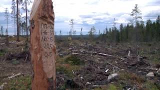 Костомукша.  Вырубка леса у границ заповедника