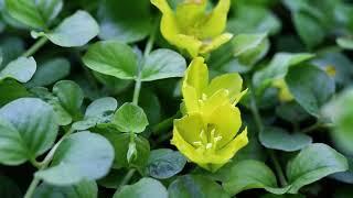 Creeping Jenny (Lysimachia nummularia)