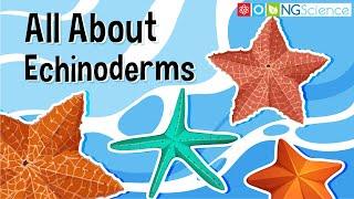 All About Echinoderms