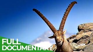 South Tyrol - In the Kingdom of the Alpine Ibex | Free Documentary Nature