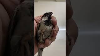 #rescued #indianwildlife #housesparrow #sparrowconservation #sparrow