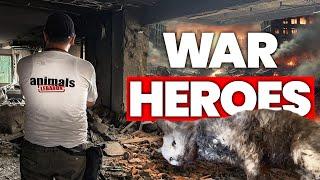 True Heroes Risking Their Lives Amidst War To Save Injured Animals