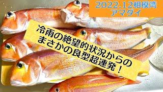 相模湾アマダイ！とある方法で良型アマダイ超連発(´∀｀)