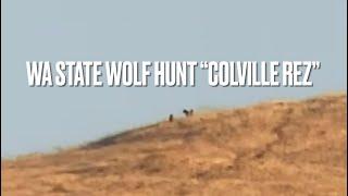 Wolf Hunting | Washington State | Predator Management | ColvilleRez 