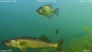 Crappie and Walleye in the Shallows