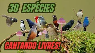 30 ESPÉCIES DE AVES BRASILEIRAS CANTANDO LIVRES! Edinei Oliveira.