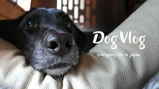 [Dog Vlog] A peaceful day spent with a rescue dog.