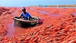 Inside Shrimp  Farm: How are millions of shrimp  produced in an industry worth 80 billion dollars?