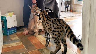 CARACAL MEETS SERVAL / Caracal is shocked by the size of the serval