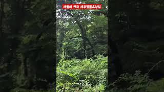 #국립제주절물자연휴양림# 들의 합창#2025/6/15#