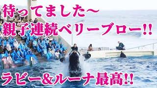 遂にお披露目!!天才シャチ親子の連続ベリーブロー 鴨川シーワールド シャチショー KamogawaSeaWorld  orca killerwhale