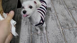 신둥이 보양식^^